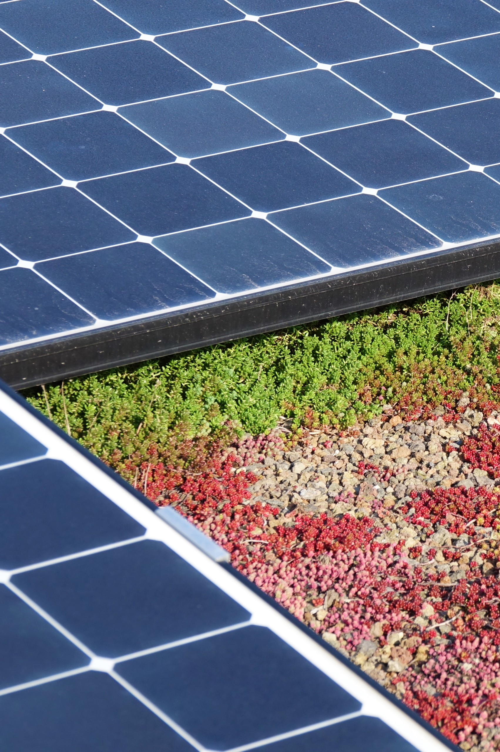 Zonnepanelen op een groendak